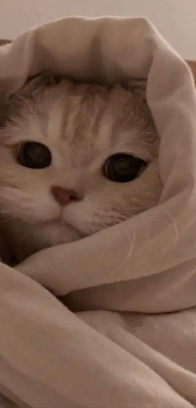 Cute cat wrapped in a beige blanket, looking cozy and warm.