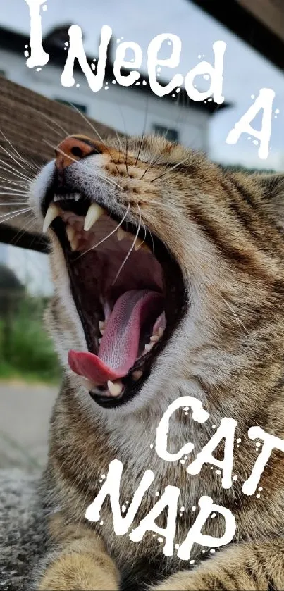 Yawning cat with 'I Need A Cat Nap' text overlay.