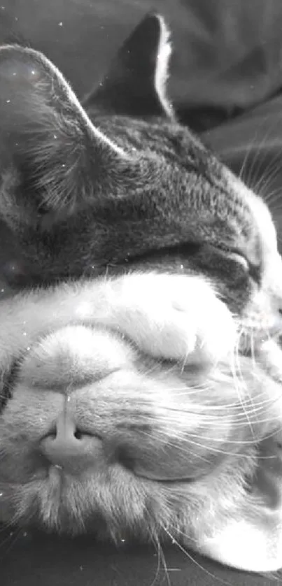 Black and white image of two snuggling cats lying together.