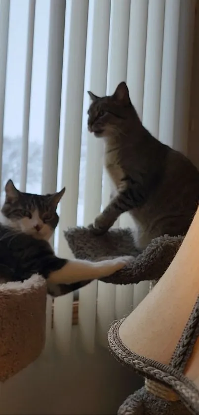 Two cats relaxing by a window in cozy lighting.