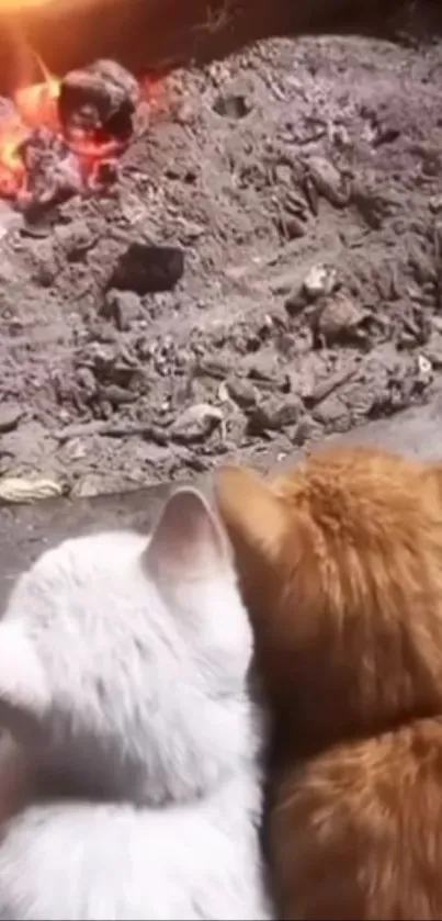 Two cats snuggle by a warm, cozy fire.