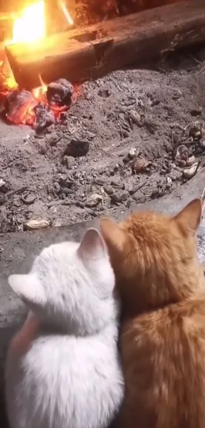 Two cats cuddling by a warm fire.