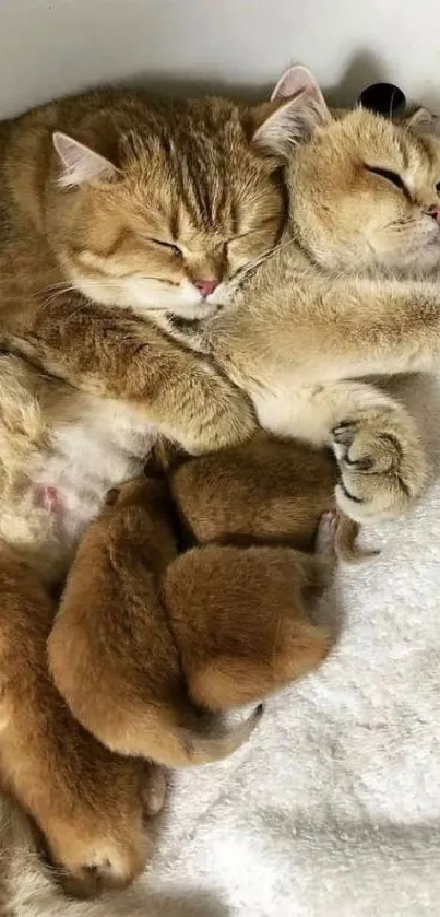 Sleeping cat family cuddling on a cozy blanket.