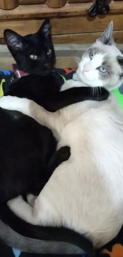 Two cozy cats hugging on a colorful blanket.