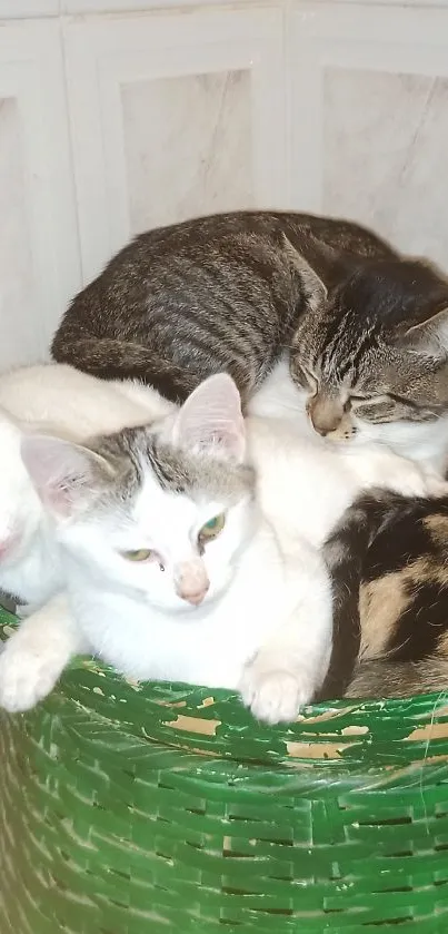 Group of cute cats snuggling in a green basket.