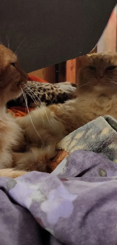 Two fluffy cats in a cozy mirror reflection.