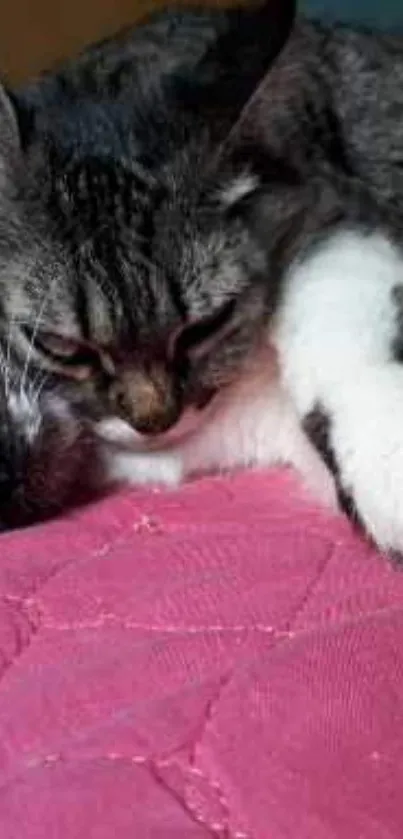 Two cats resting cozily on a pink blanket.