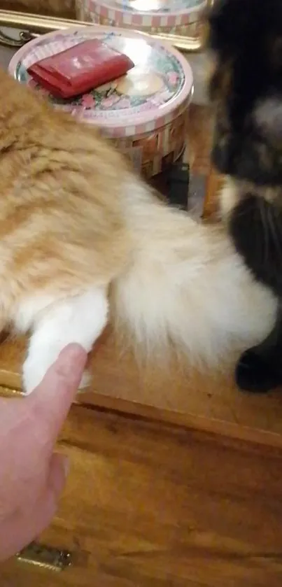 Two cats relaxing on a wooden surface with a human hand touching them.