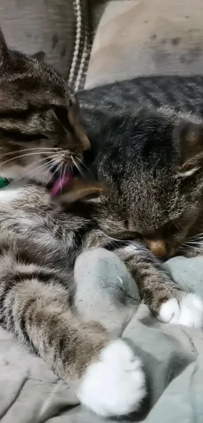 Two tabby cats cuddling peacefully on a grey blanket.