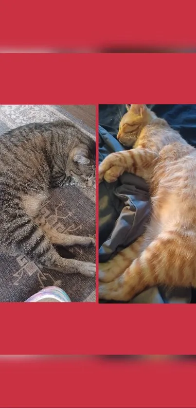 Two cozy cats sleeping in a red-framed wallpaper.