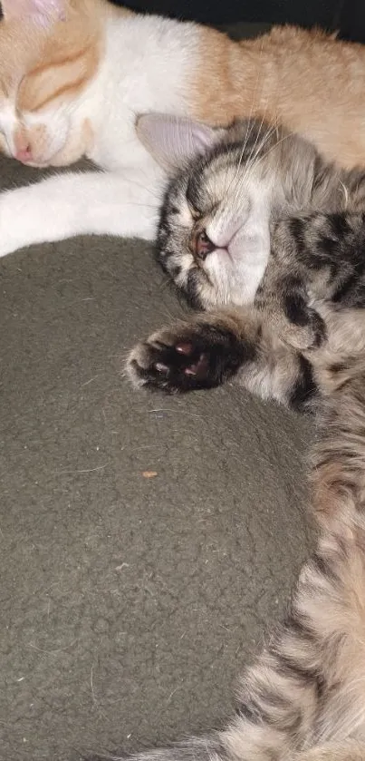 Two cats peacefully sleeping, one gray and one orange, on a cozy blanket.