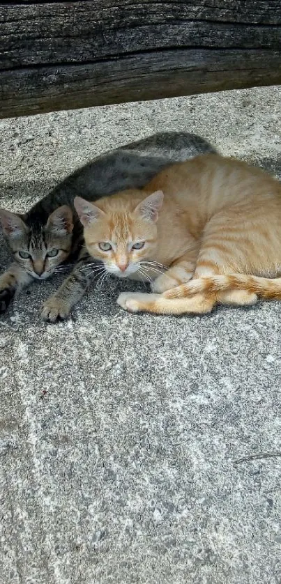 Two cozy cats snuggle under a rustic bench on a sunny day.