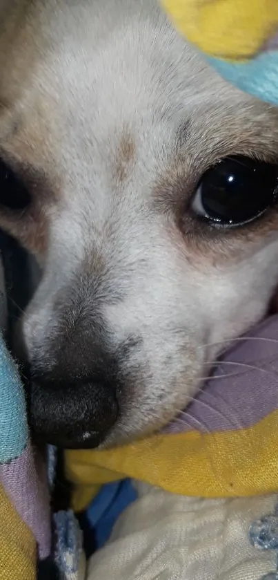 Chihuahua snuggled in colorful blankets, creating a cozy vibe.