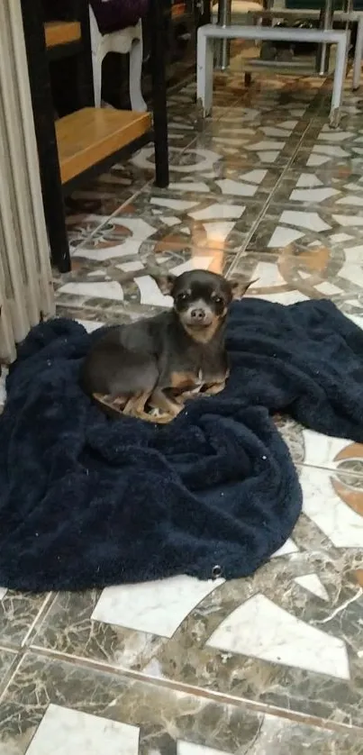 Chihuahua resting on a dark navy blanket indoors.