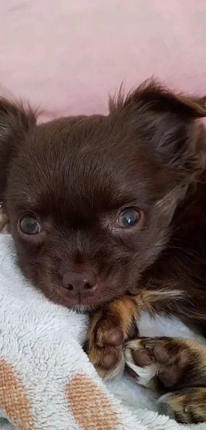 Cute brown Chihuahua puppy on a soft, cozy blanket.