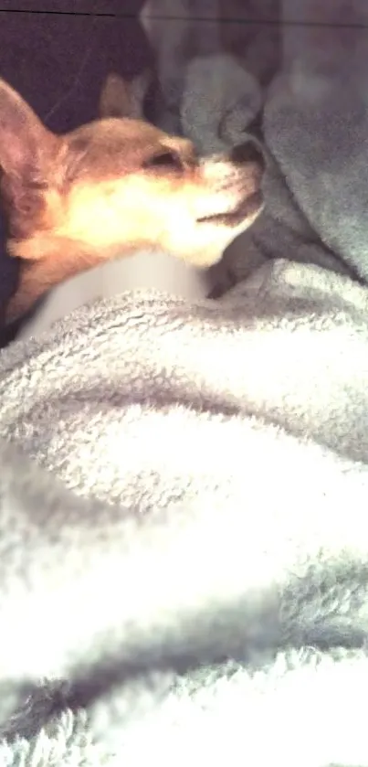 Chihuahua sleeping under a gray blanket, cozy and cute.