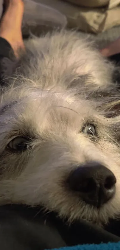 Close-up of a cozy, fluffy dog resting.