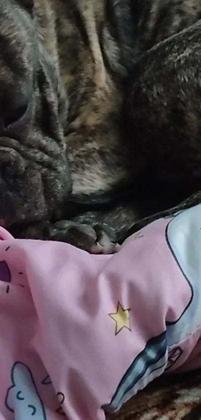 Brindle dog sleeping on a cozy pink blanket.