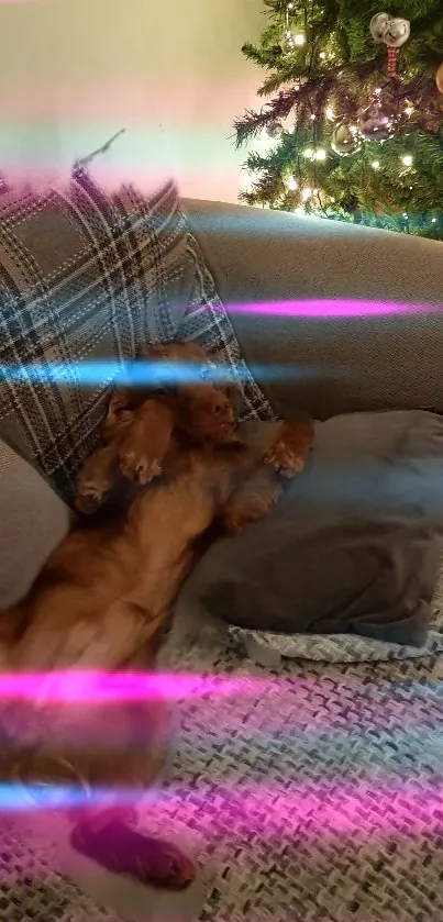 Dog resting on sofa with neon lights and Christmas tree.