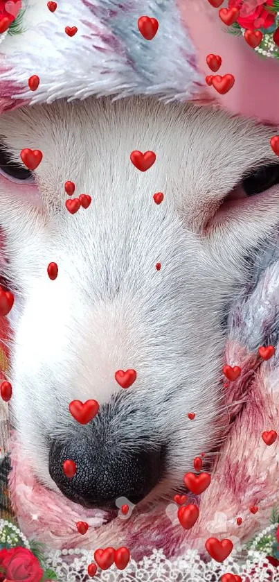 Charming wallpaper of a cozy white dog surrounded by red hearts.