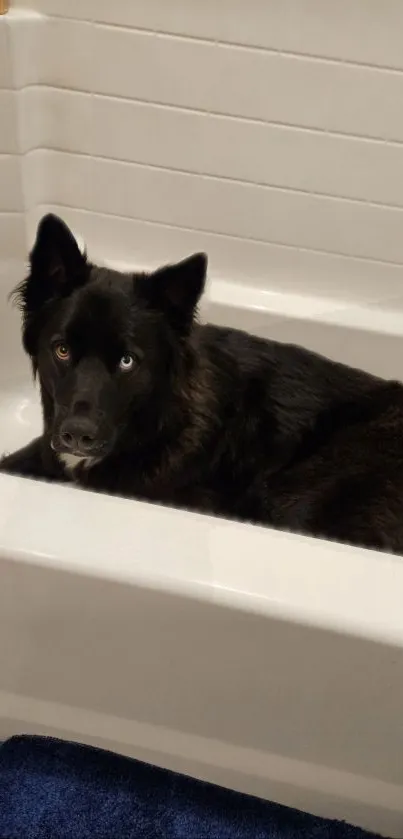 Black dog relaxing in a white bathtub.