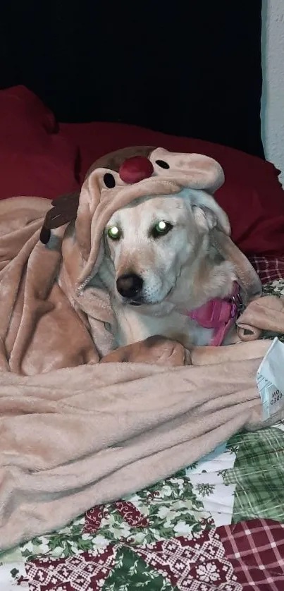 Dog wrapped in a cozy beige blanket with reindeer hood.