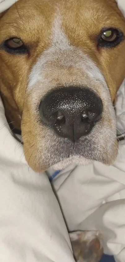 Dog comfortably snuggled under a white blanket.