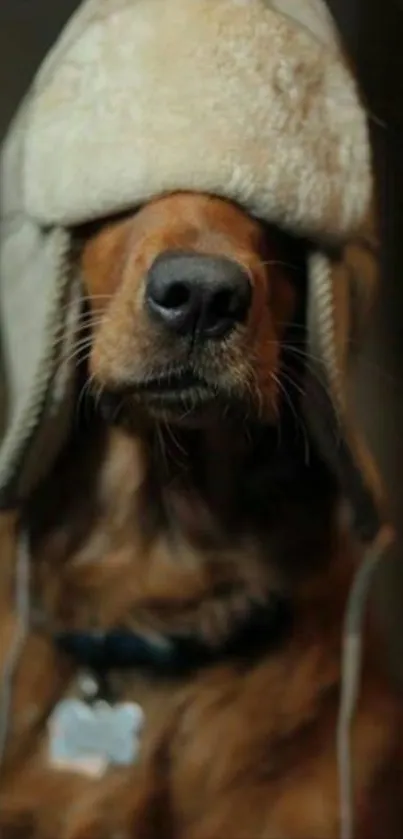 Dog wearing a cozy winter hat.