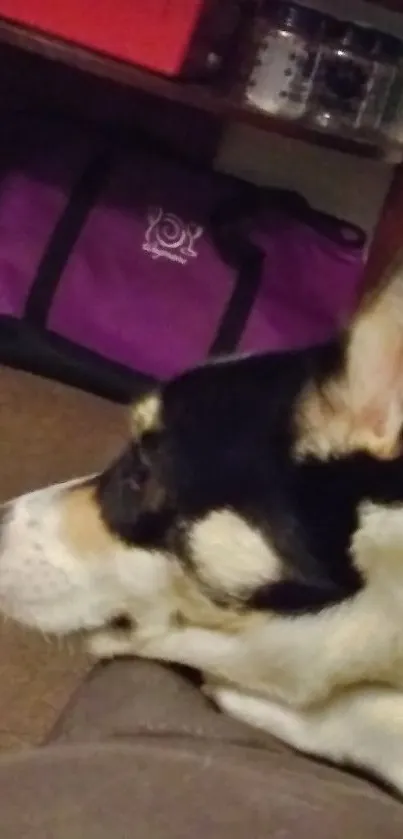 Side view of a relaxed dog lying down, with warm and cozy tones.