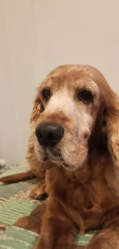 Golden dog resting on checkered bed in cozy room.