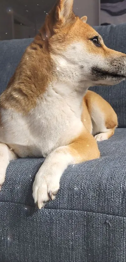 Cozy dog relaxing on a blue couch in a stylish home setting.