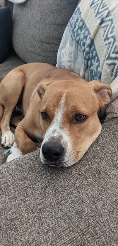 Dog lying on a cozy gray couch with patterned pillows.