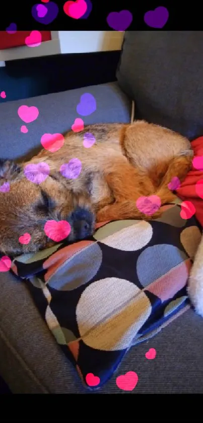 A small dog sleeping on colorful cushions on a gray couch.