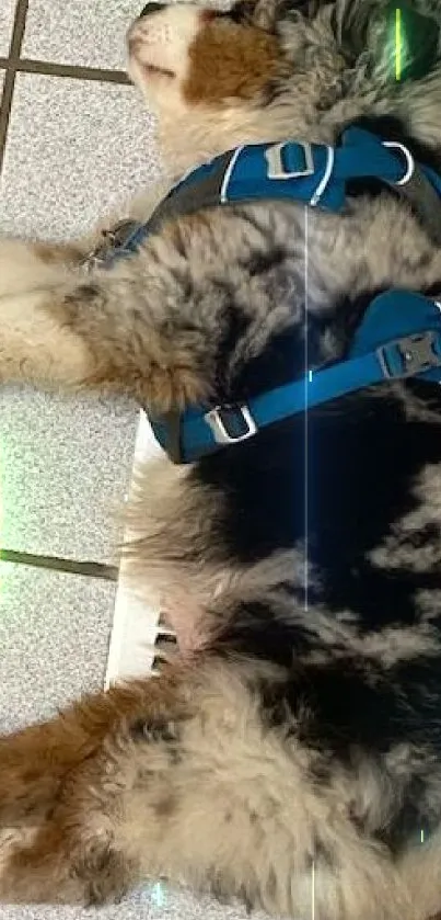 A fluffy dog naps on the tiled floor, wearing a blue harness.