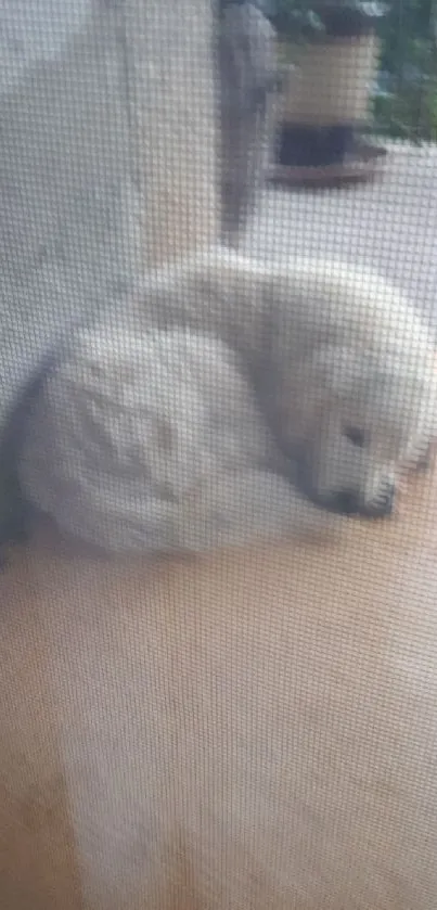 White dog resting comfortably on a porch in a serene setting.