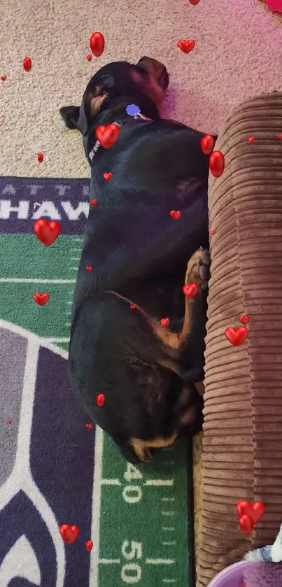 Cozy dog relaxing on a Seattle Seahawks rug.