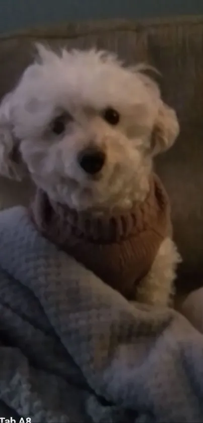 Adorable white dog wrapped in blanket on sofa.