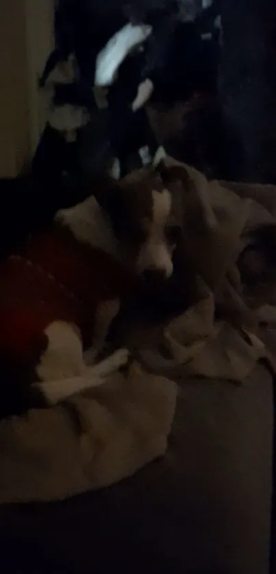 Dog snuggled in blanket on dimly lit sofa.