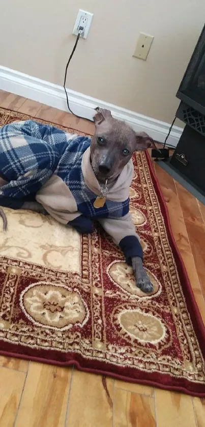 Dog in plaid sweater lounging on an ornate rug.