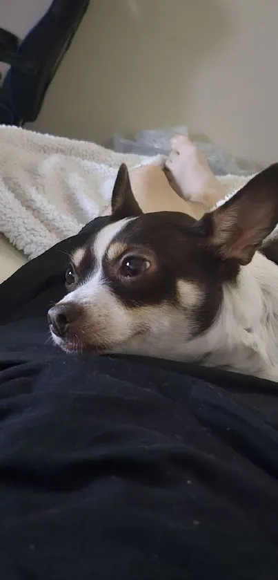 Cozy dog lying on a black blanket in a home setting.