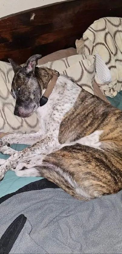 Brindle dog resting on a cozy bed with patterned pillows.