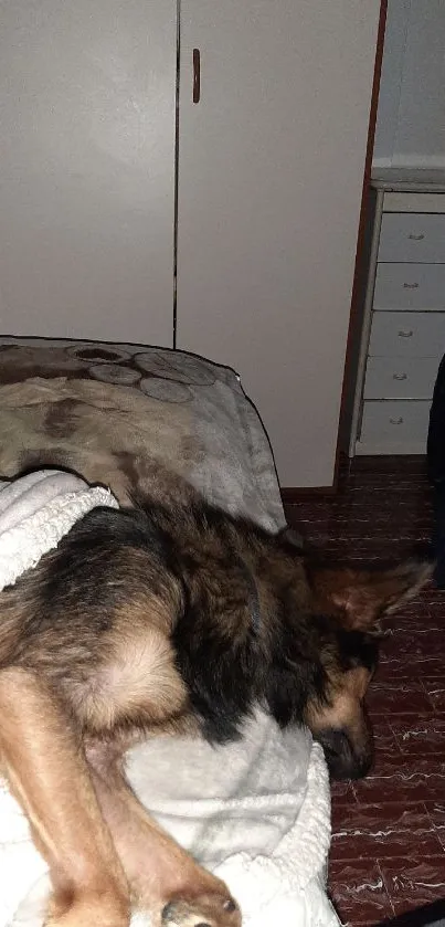 A fluffy dog sleeping on a cozy bed indoors.