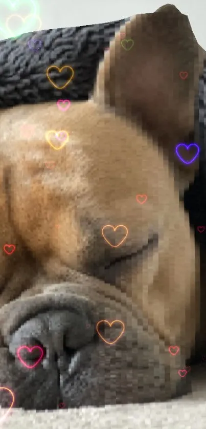 Cute sleeping dog with heart overlays on mobile wallpaper.