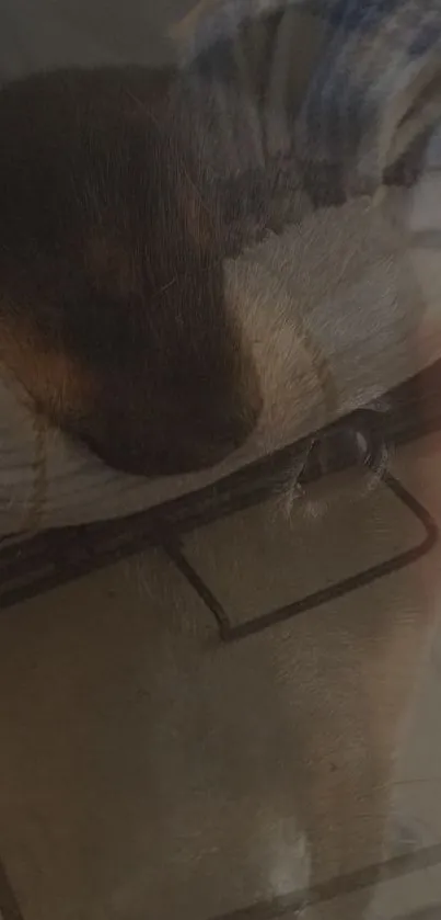 Cozy dark brown dog sleeping on pillow in serene setting.