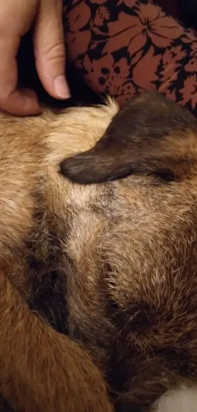 Cozy sleeping dog with soothing brown tones on a fluffy bed.