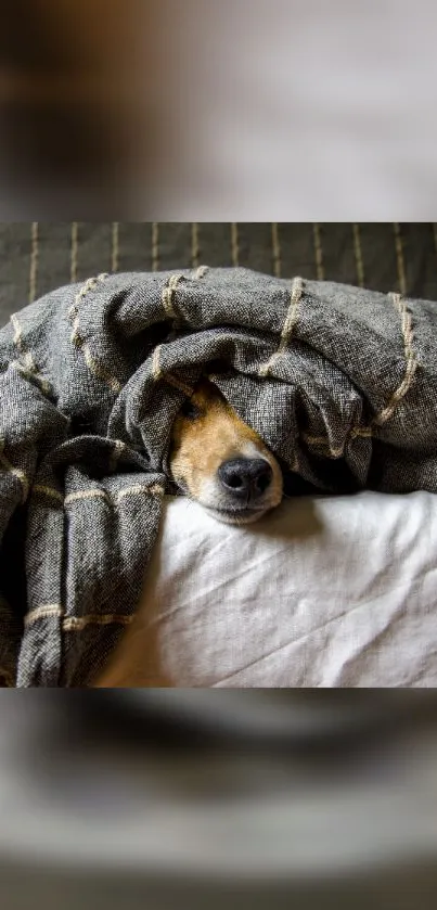 Cozy dog under a gray blanket on a bed.