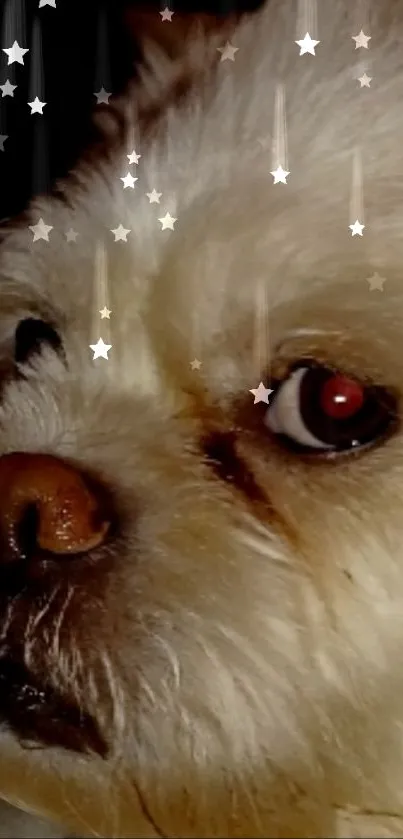 Cozy fluffy dog with twinkling stars wallpaper.