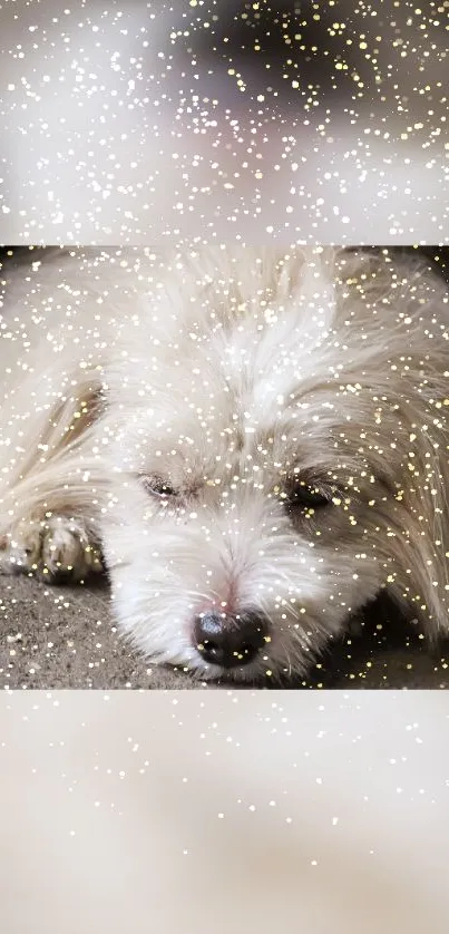 Adorable dog with sparkles mobile wallpaper.