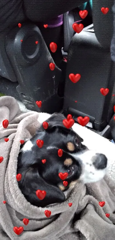 Black and white dog snuggled in a brown blanket in car.