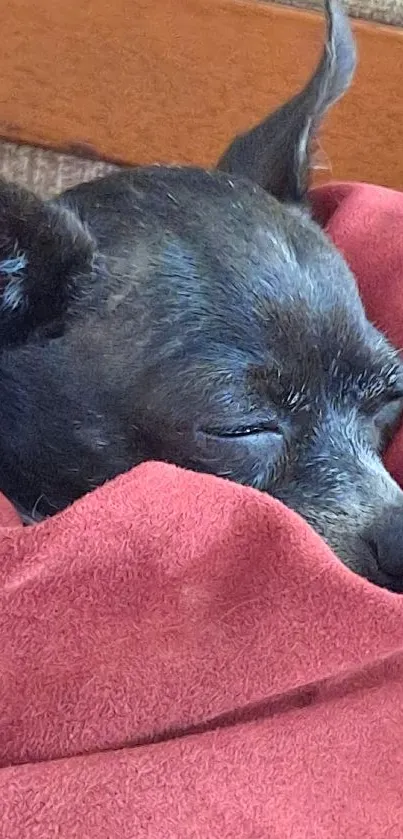 Dog sleeping in a red blanket, peaceful and cozy.